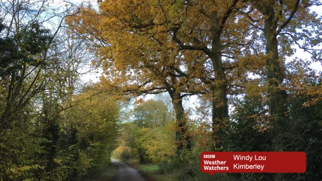 Autumnal trees on a country lane