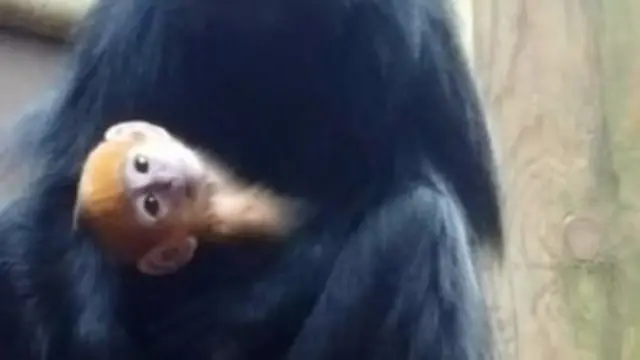 François langur baby