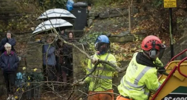 Tree felling in Rustlings Road