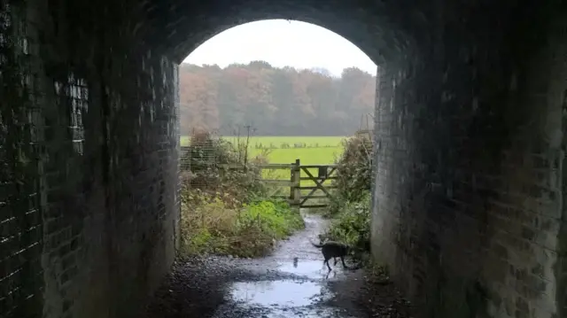 Dog walking in Burbage Common & Woods