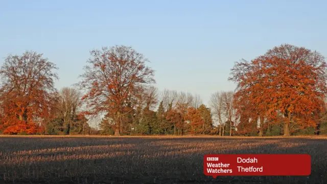 Leaves in autumn bronzes, across a field, with a light blue sky