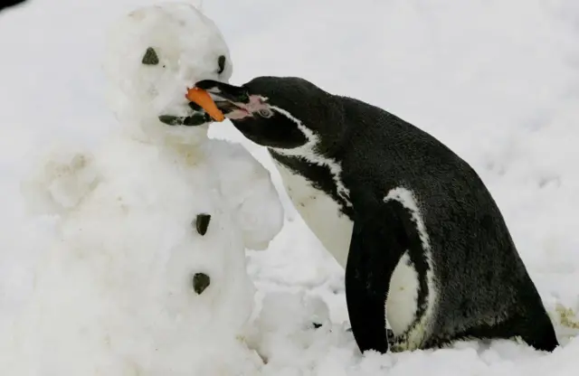penguin