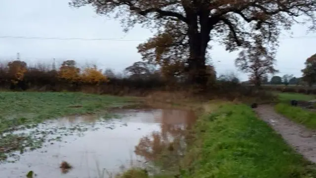 Damp field