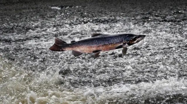 Atlantic salmon