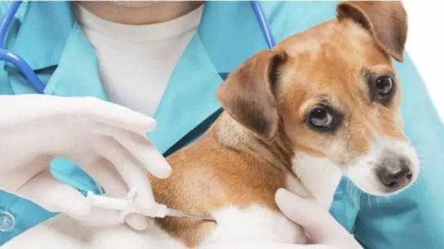 Dog being microchipped