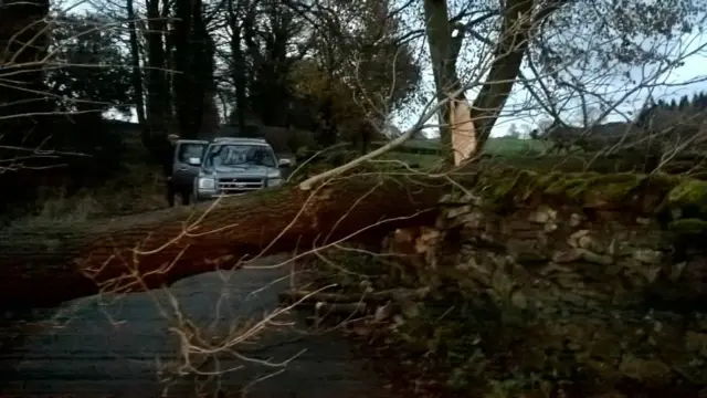 Tree across road