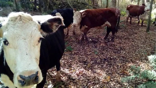 Cows