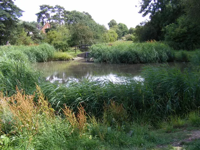 Harpenden pond