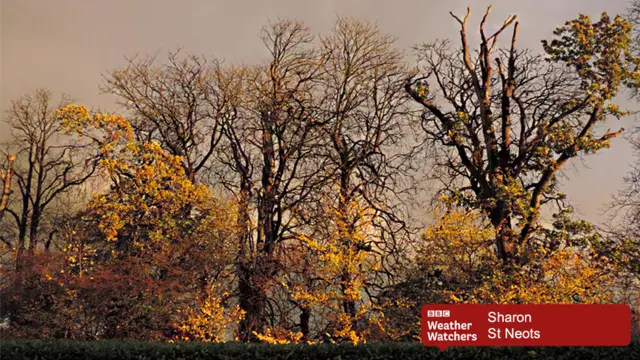 Autumn trees in St Neots