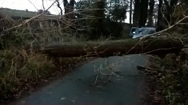 Tree across road