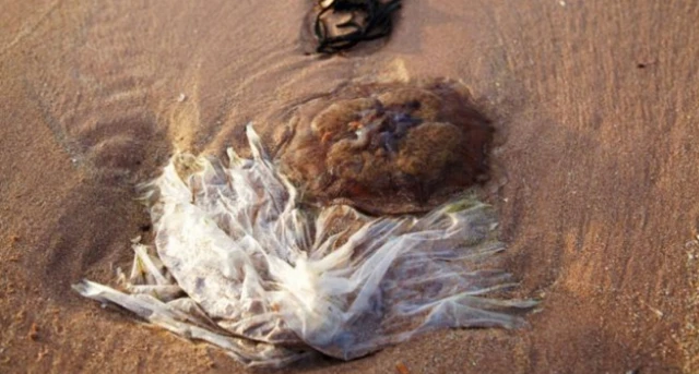 Plastic bag on beach