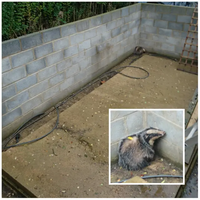 Badger in a pool