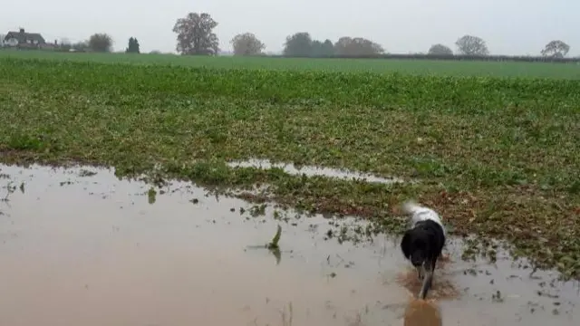 Flooded field