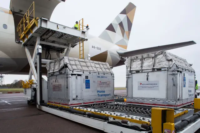 Racehorses being loaded