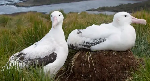 Wandering albatrosses