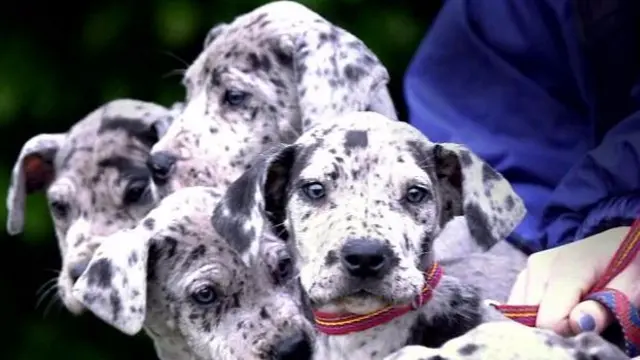 Great Dane puppies