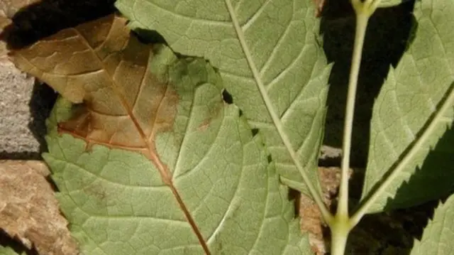 Diseased leaf