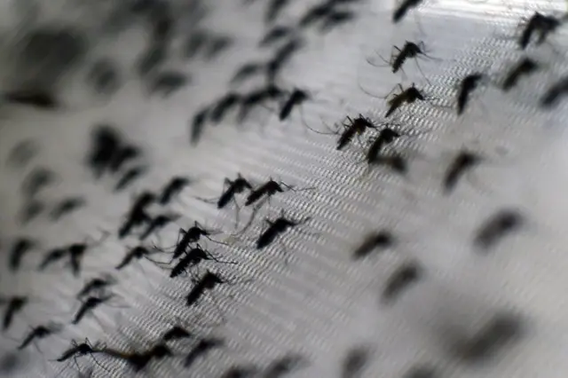 Mosquitoes are spreading agents for the dengue virus