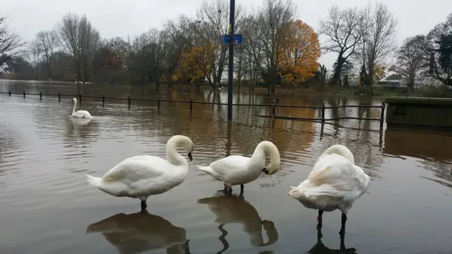 Swans