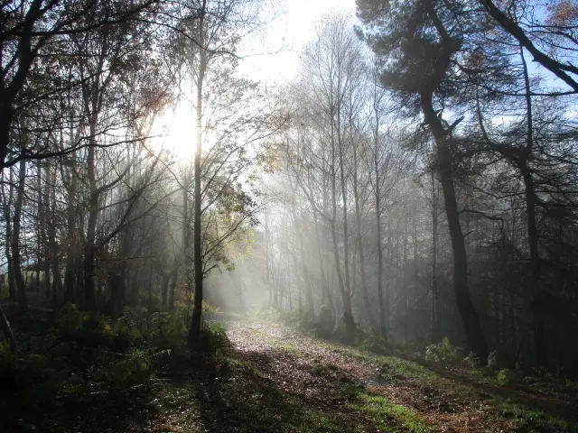 Colliers Hagg Wood