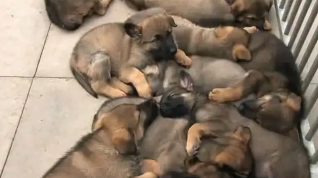 German shepherd puppies