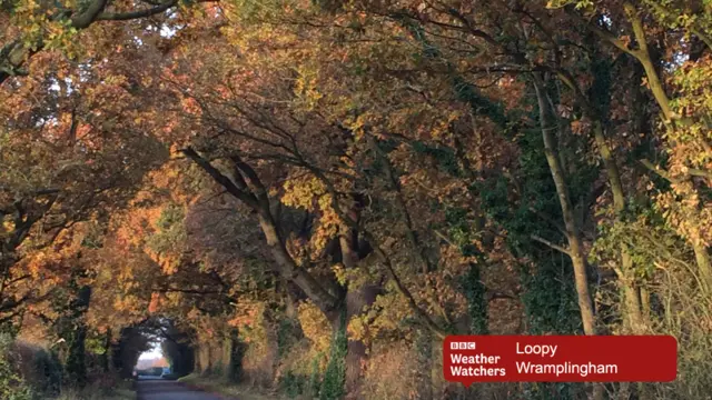 Autumn colours on trees by roadside