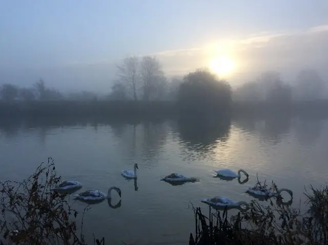 Swans in Spalding