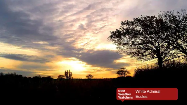 Silhouette of tree against late afternoon sun - sky of grey and gold