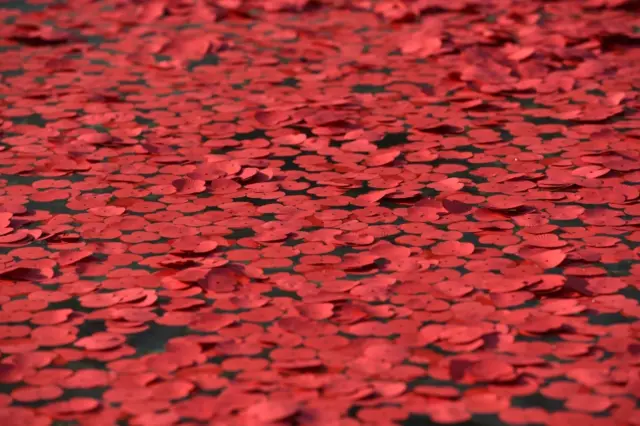 A carpet of red poppies