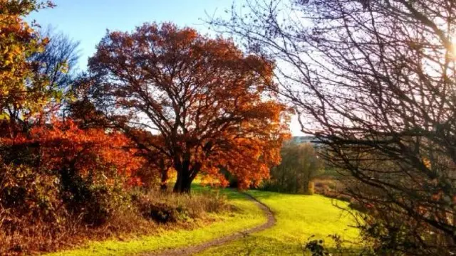 Telford woodland