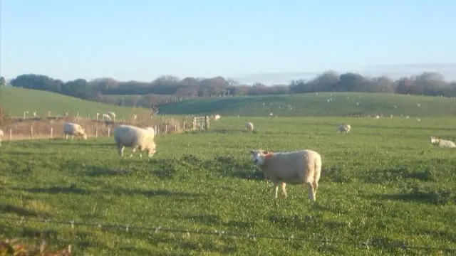 Sheep in field