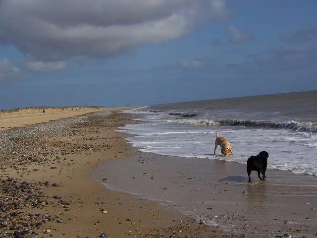 A golden and a black labrador in the shoreline of North Beach at Great Yarmouth, looking towards Caister Point