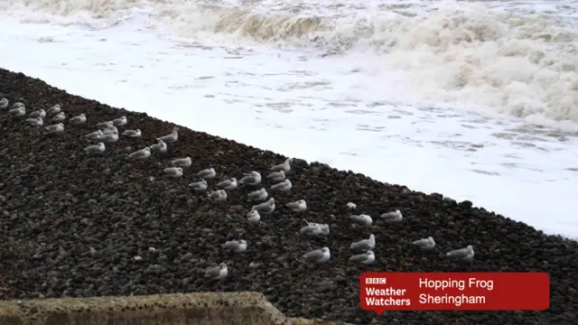 Seabirds, ducking their heads, with incoming waves