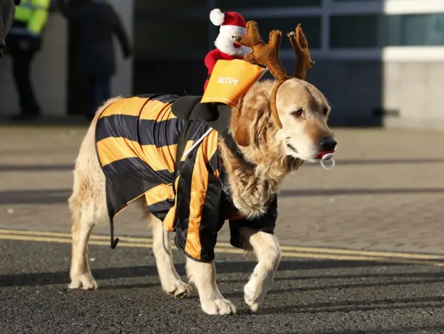 Hull City dog