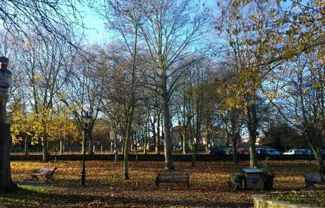 Trees in park with fallen leaves