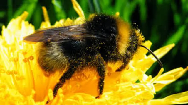 A bee resting on a flower