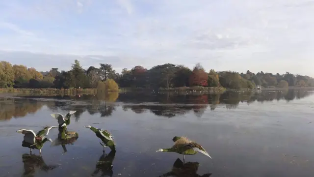 Birds on the lake at Trentham, Stoke-on-Trent