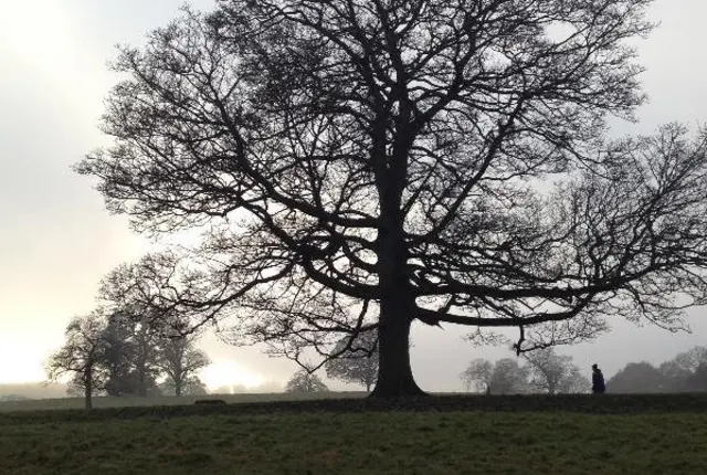 Tree at Chatsworth