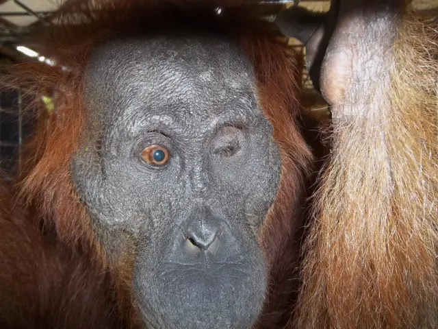 One-eyed orangutan