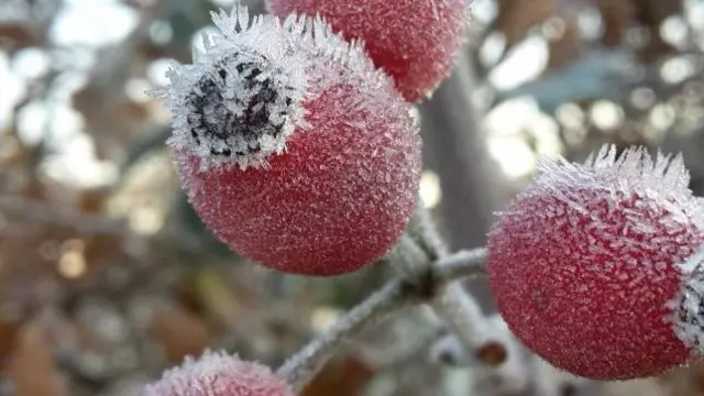 Frosty fruit