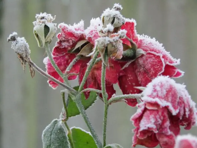 Frost on roses