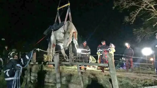 Horse rescue