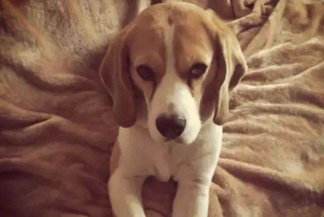 Harvey the beagle