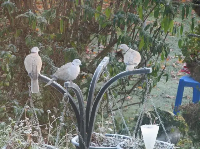 Doves in garden frost