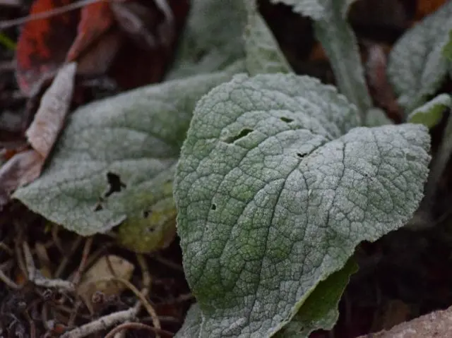 Frost in Dunstable