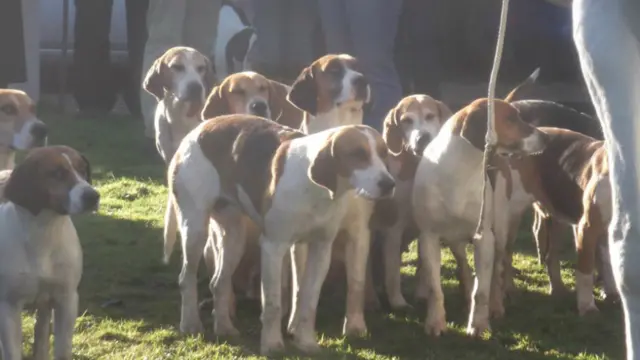 Easton Harriers hounds