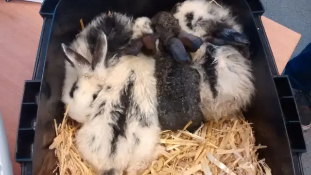 Rabbits in carrier