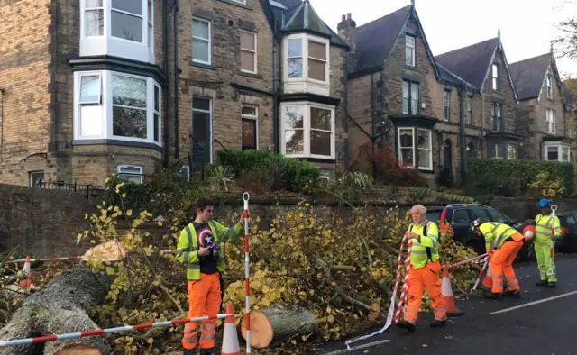 Trees felled on Rustlings Road