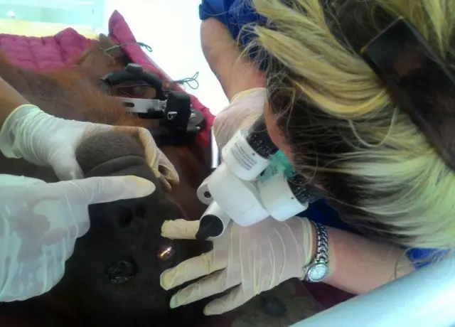 Orangutan being operated on