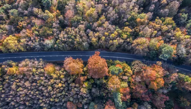 Ashdown forest overhead